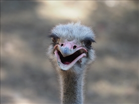 Cango Ostrich Farm